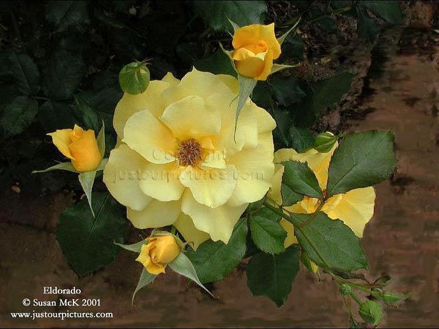 Eldorado rose