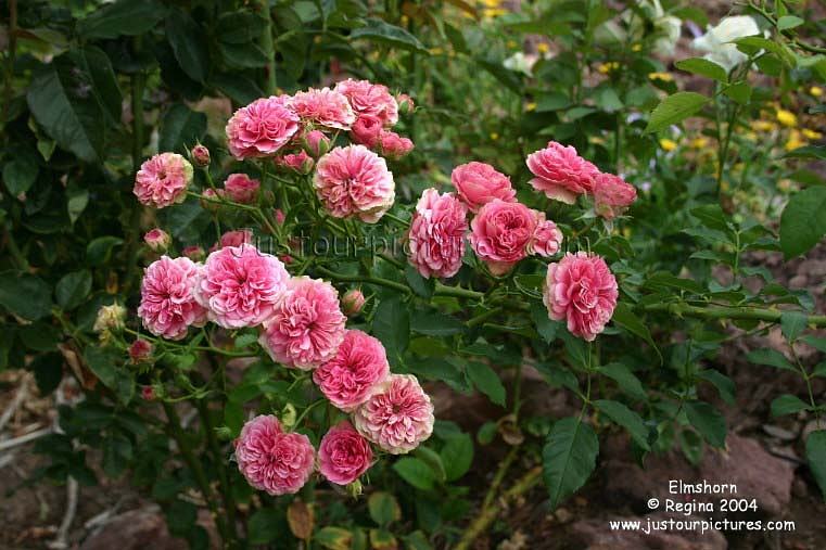 Elmshorn rose
