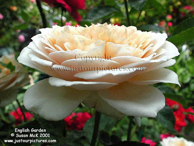 English Garden-rose