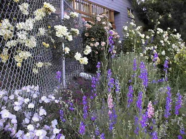 rose bushes with larkspur