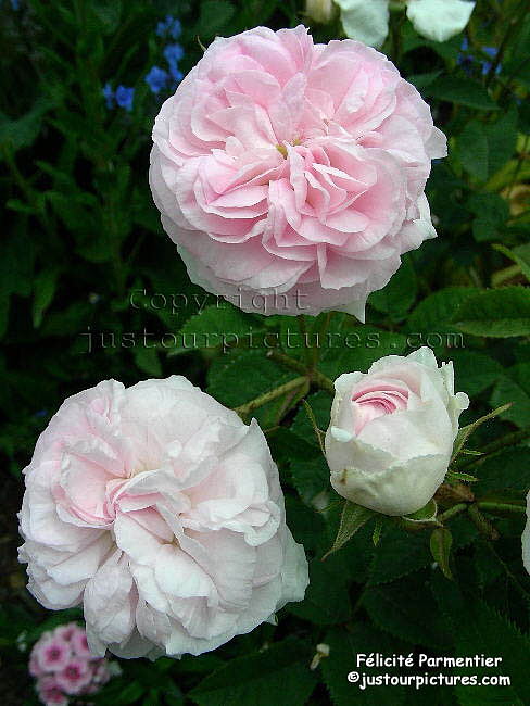 felicite parmentier rose