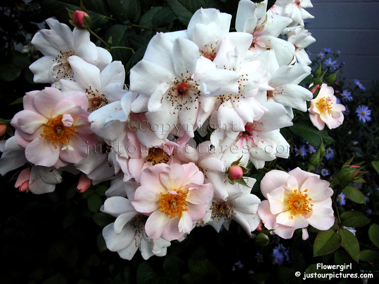 Flowergirl-rose