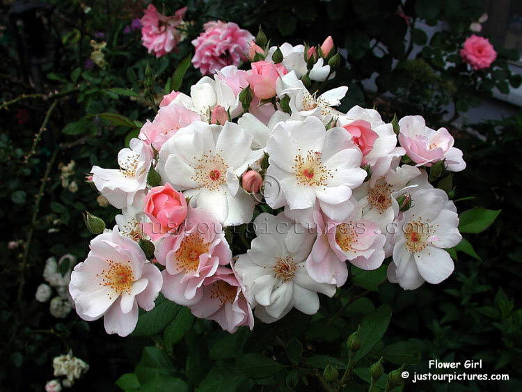 Flower Girl rose
