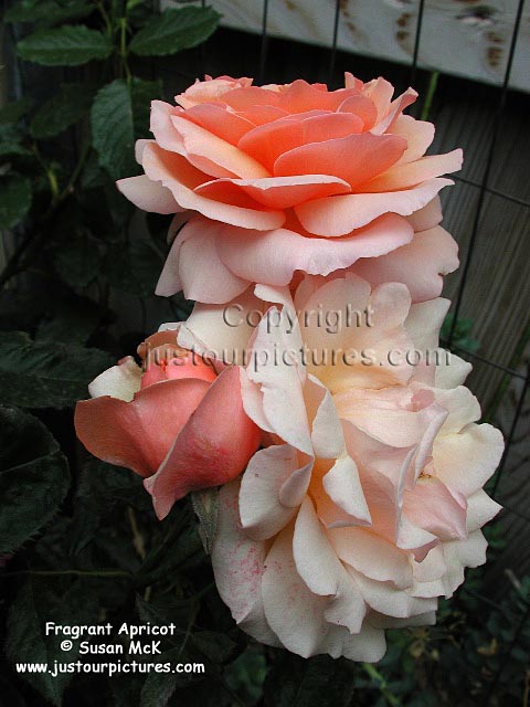 Fragrant Apricot rose