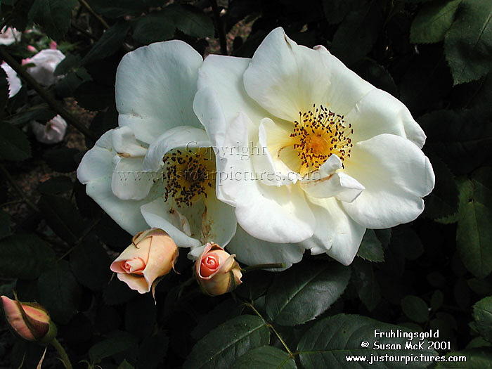 Fruhlingsgold rose