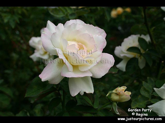 Garden Party rose
