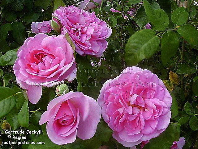 Gertrude Jekyll rose