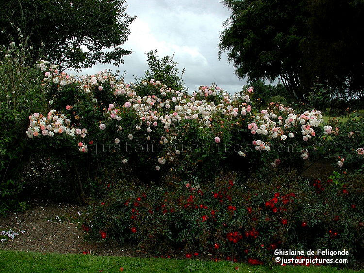 display garden