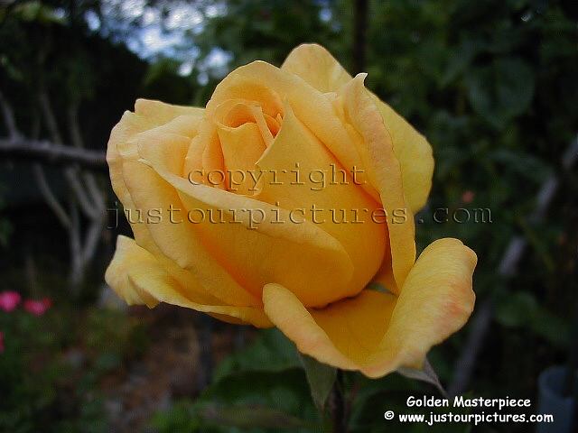 Golden Masterpiece rose