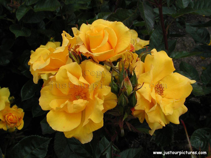 Goldya rose