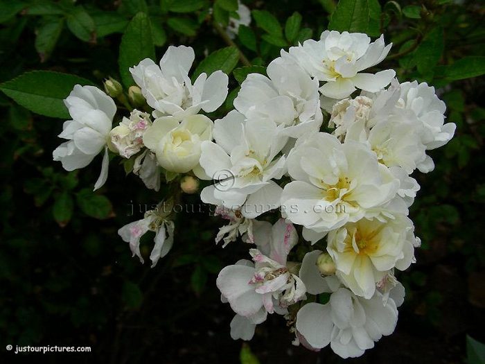 Gourmet Popcorn rose