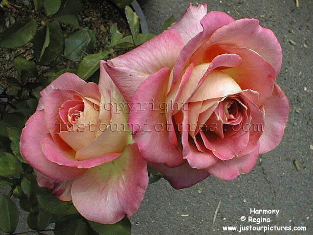 Harmony rose