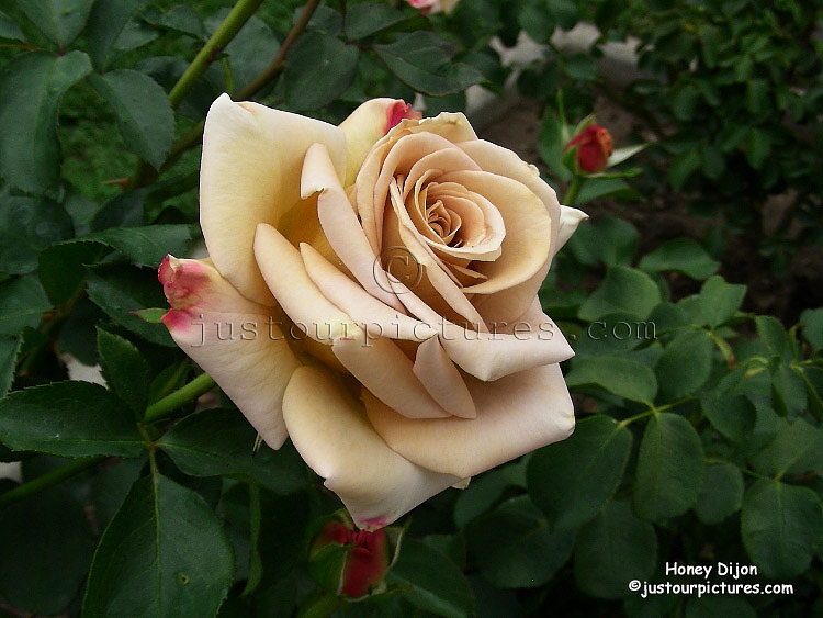 Honey Dijon rose