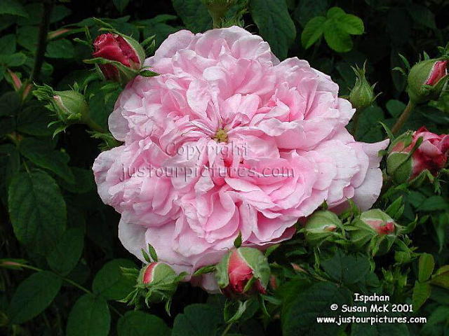 Ispahan rose