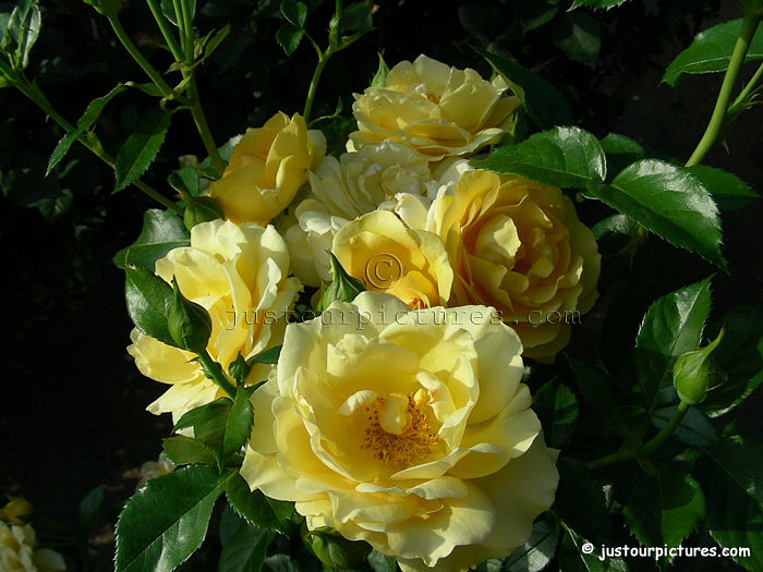 Julia Child rose