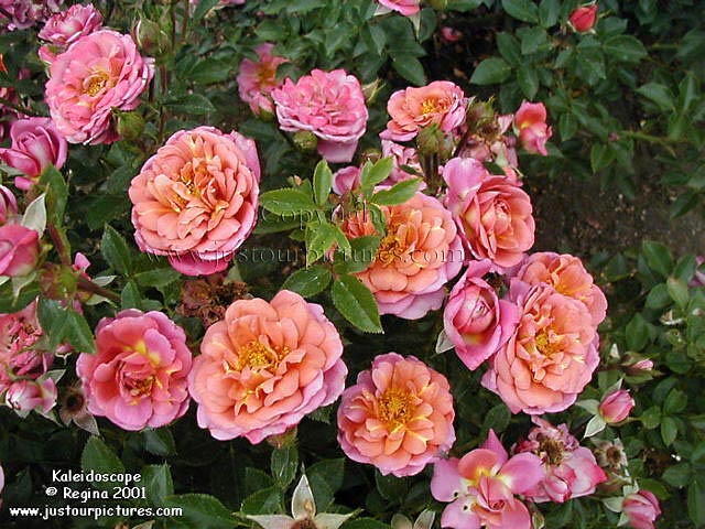 Kaleidoscope rose