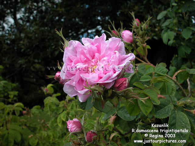 Kazanlik rose