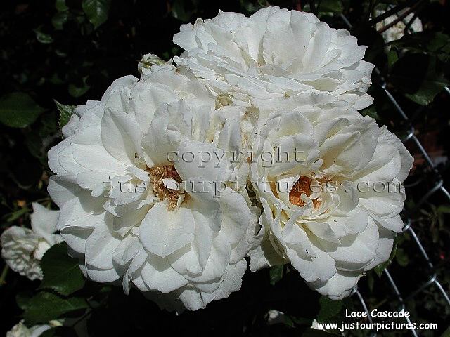 Lace Cascade rose