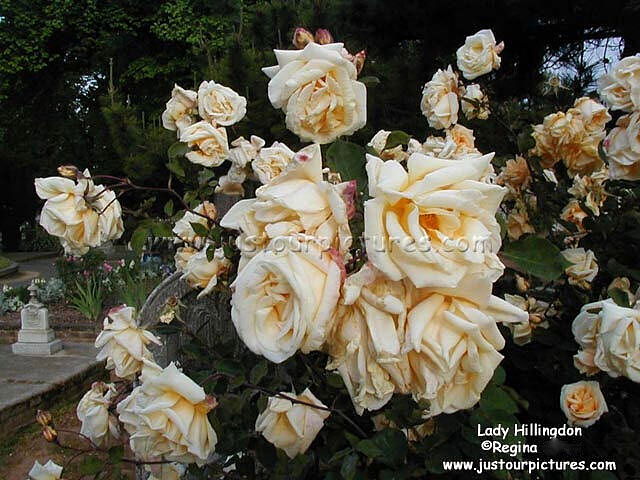 Lady Hillingdon rose bush