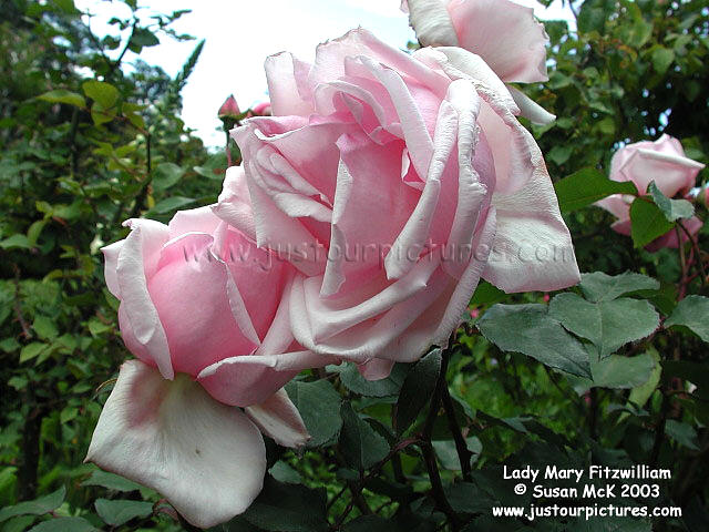 Lady Mary Fitzwilliam rose