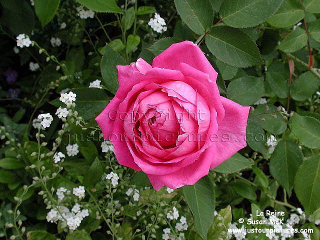 La Reine rose