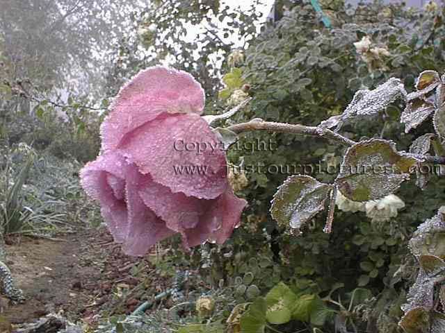 frozen mauve rose bloom