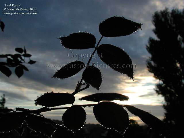 dew drops on rose leaves