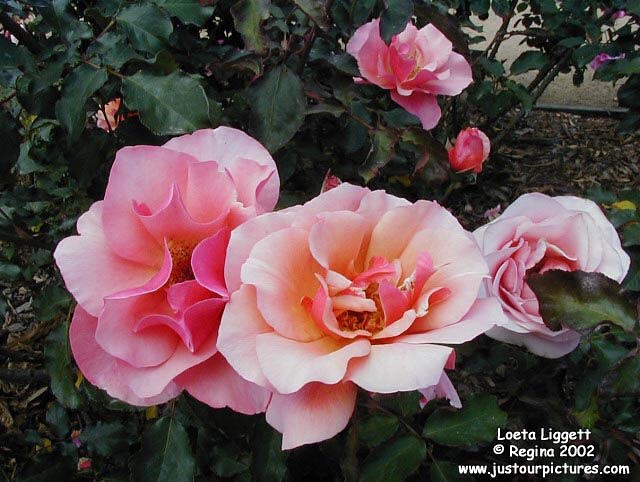 Loeta Liggett rose