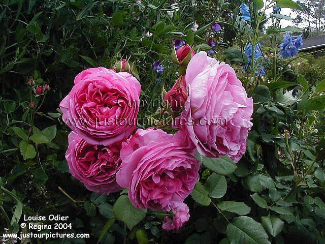 Louise Odier rose