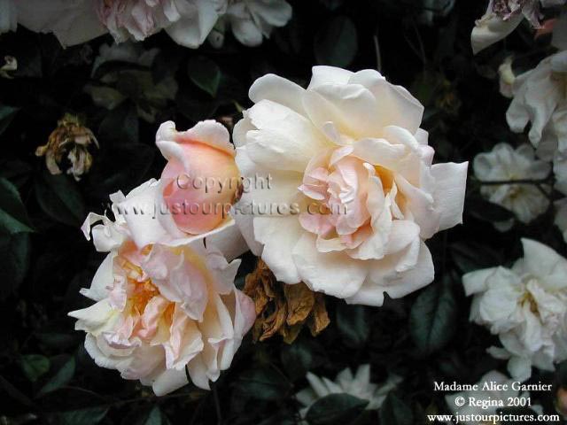 Mme Alice Garnier rose