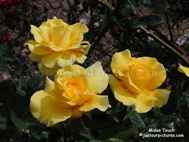 Midas Touch rose