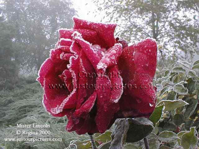 Frozen Rose