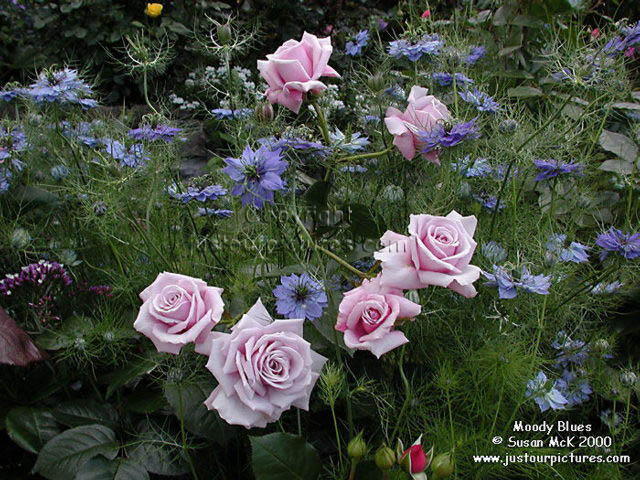 Moody Blues with nigella