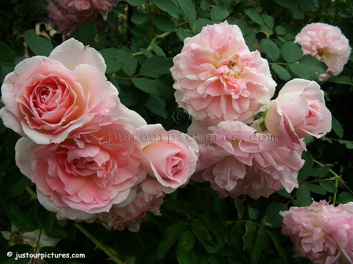 Morden Blush roses