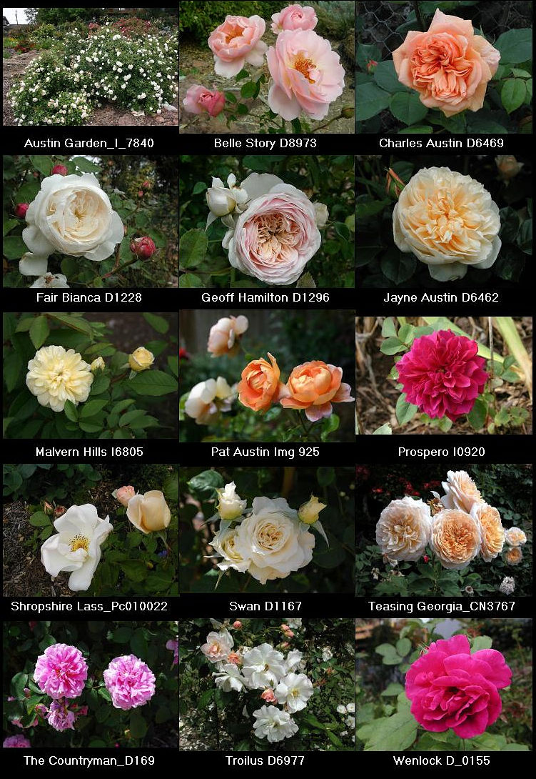 David Austin roses