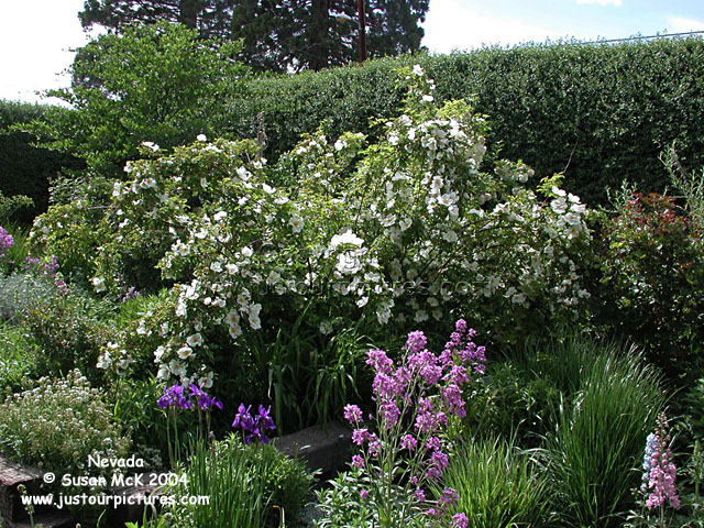 purple rose wallpaper. justourpictures.com - don juan rose, white roses wallpaper, purple rose bush 