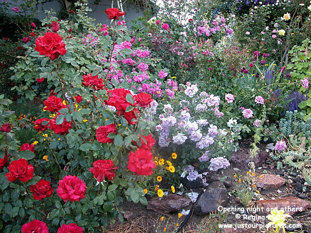 red rose bushes