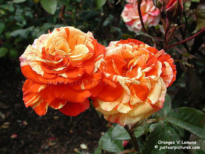 oranges-lemons-rose