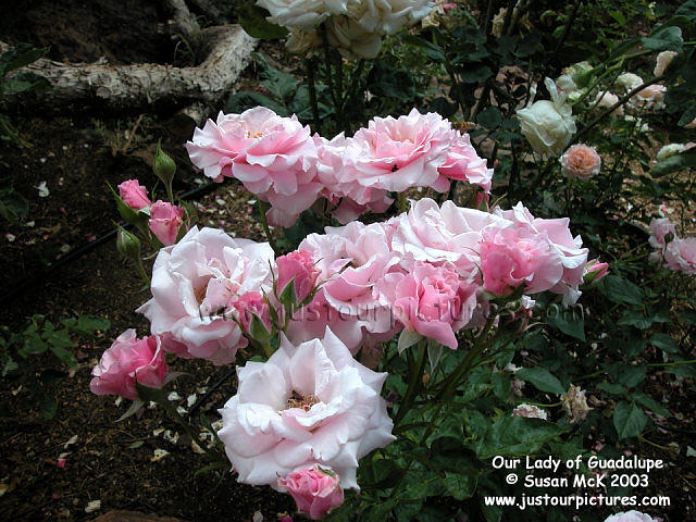 Our Lady of Guadalupe rose