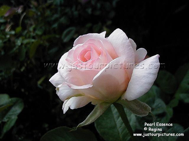 Pearl Essence rose