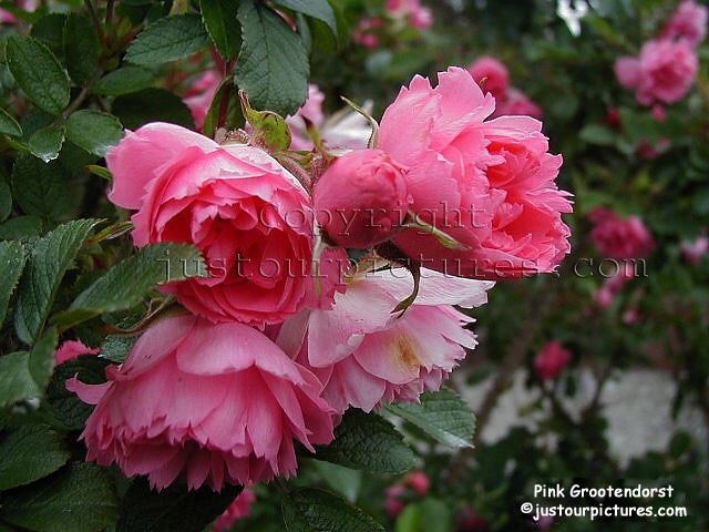 Pink Grootendorst close-up