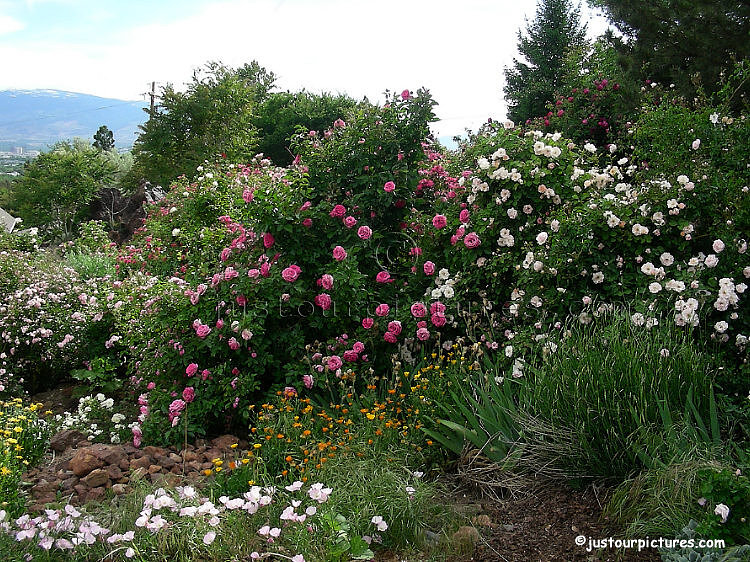 Crowd Pleaser rose bush