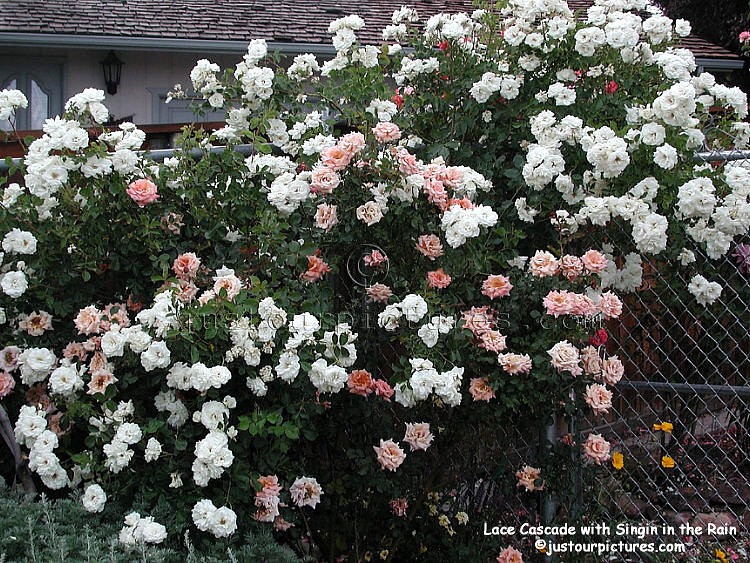 big-rose-bushes