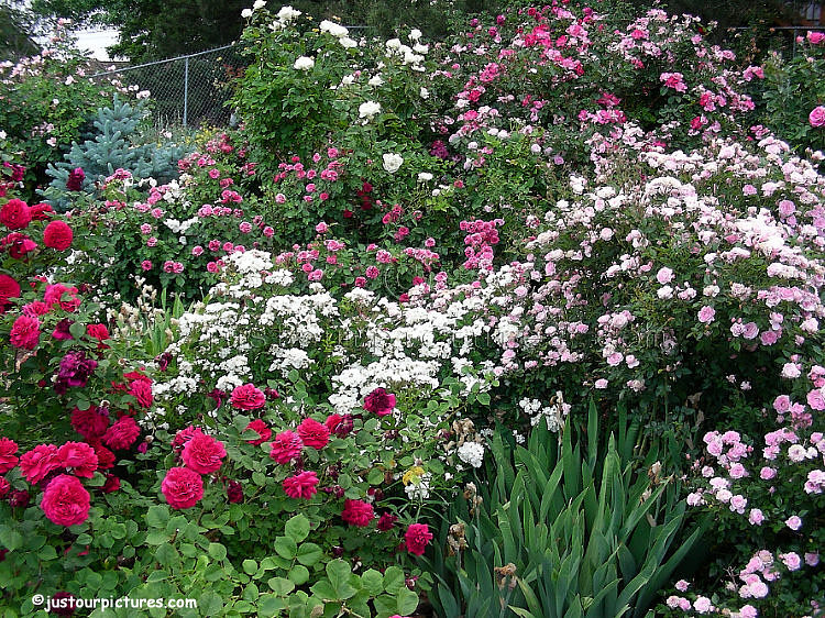 mass-display-of-roses