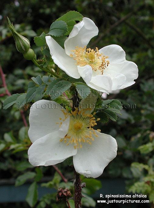 Rosa Altaica