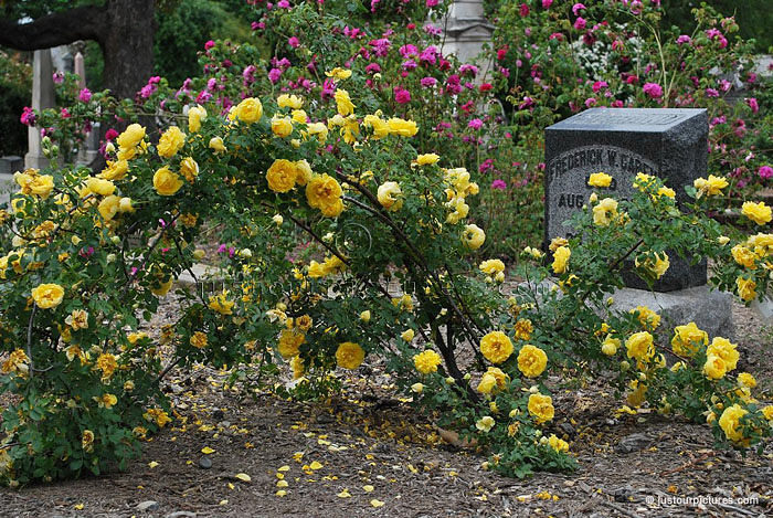 R.foetida persiana bush