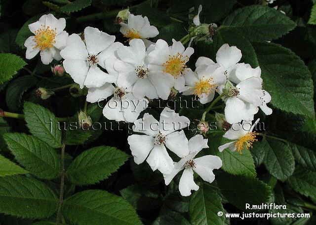 Rosa multiflora