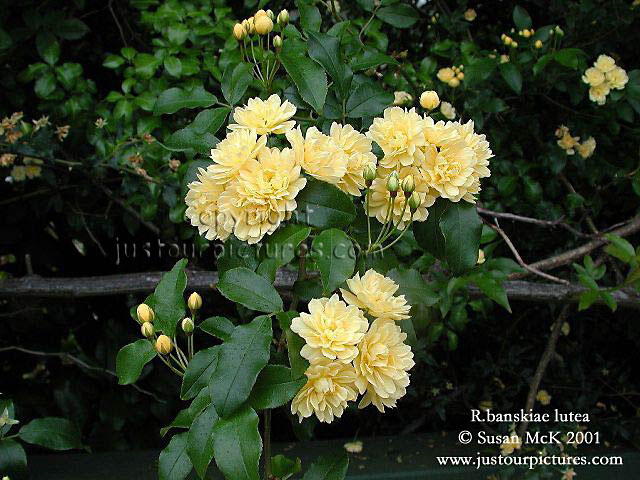 Rosa banksiae lutea