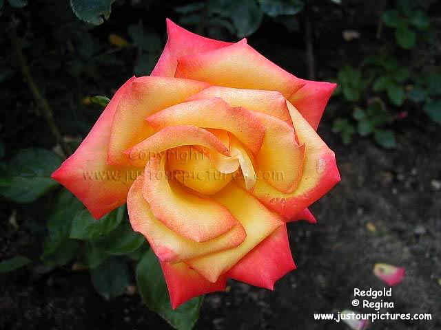 Redgold rose