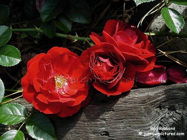 Red Ribbons Groundcover Rose